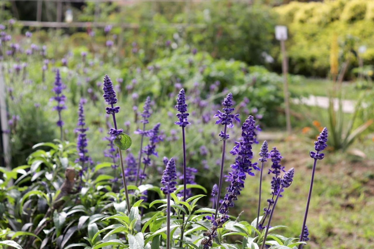 Hong Kong Gold Coast Hotel Dış mekan fotoğraf Lavender